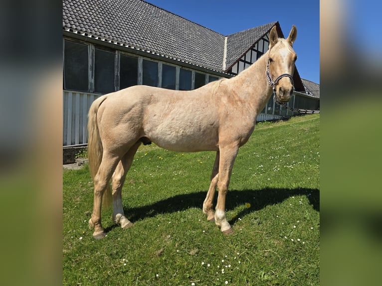 Quarter Pony Stallone 3 Anni 147 cm Pelle di daino in Waldbröl