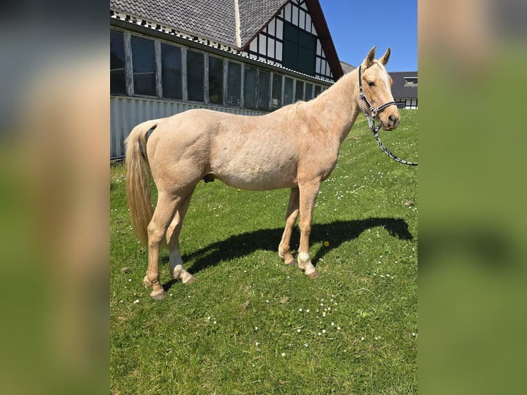 Quarter Pony Stallone 3 Anni 147 cm Pelle di daino in Waldbröl