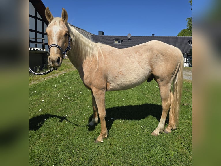 Quarter Pony Stallone 3 Anni 147 cm Pelle di daino in Waldbröl