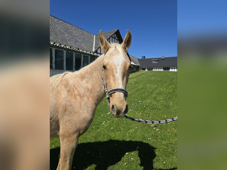 Quarter Pony Stallone 3 Anni 147 cm Pelle di daino in Waldbröl