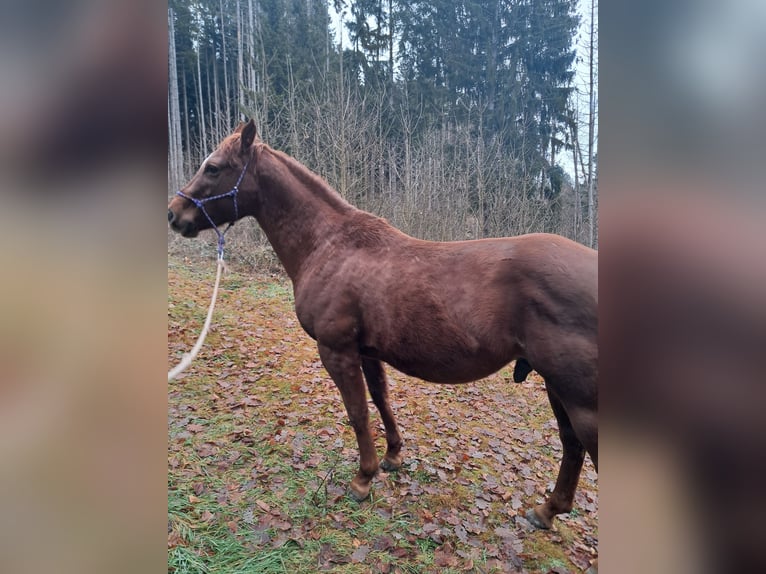 Quarter Pony Stallone 5 Anni 148 cm Sauro in Höchenschwand