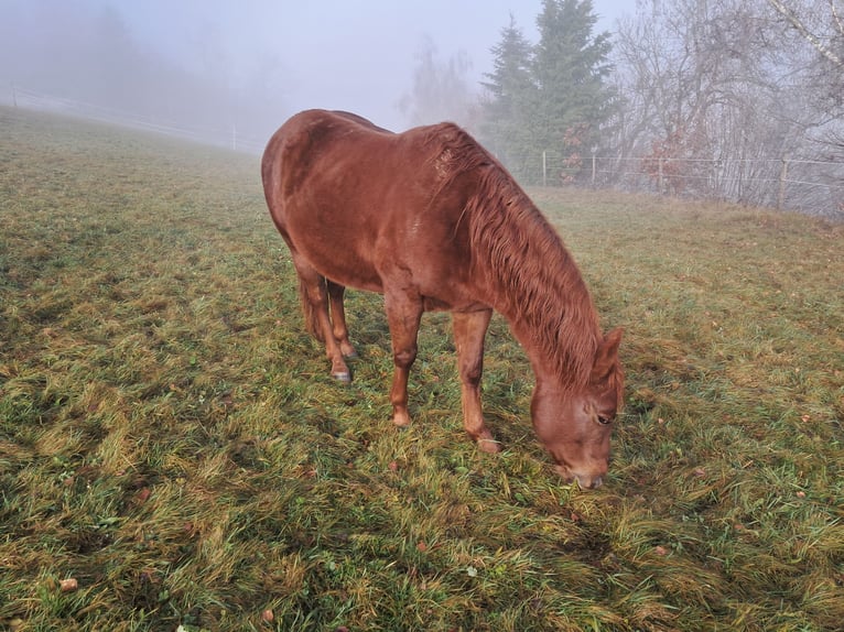 Quarter Pony Stallone 5 Anni 148 cm Sauro in Höchenschwand