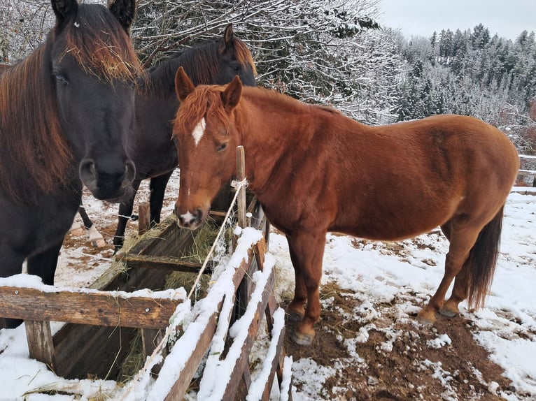 Quarter Pony Stallone 6 Anni 147 cm Sauro in Höchenschwand