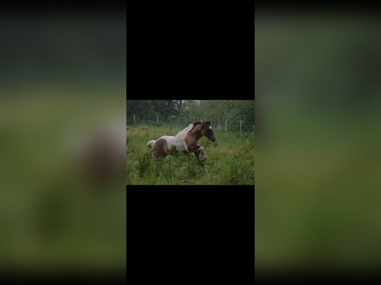 Quarter Pony Stallone Falbo in Kalbe(milde)