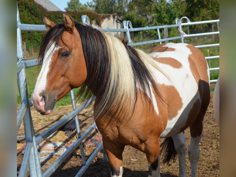 Quarter Pony Stallone Falbo in Kalbe(milde)