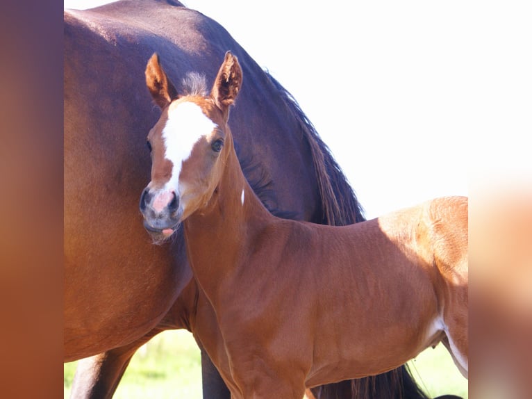 Quarter Pony Stallone  148 cm Baio in Velpke