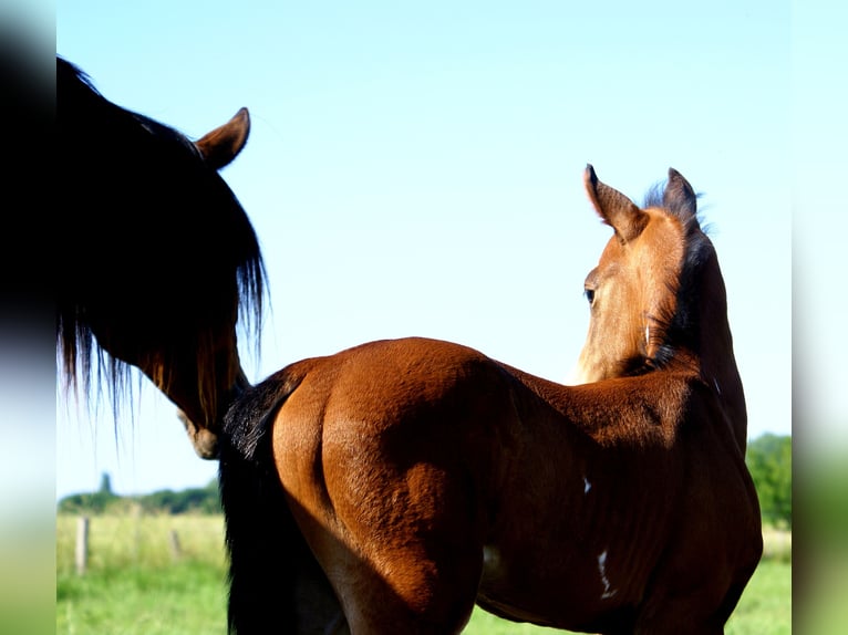 Quarter Pony Stallone  148 cm Baio in Velpke
