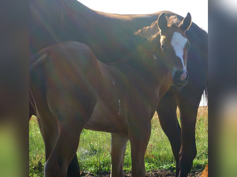 Quarter Pony Stallone Puledri (06/2025) 148 cm Baio in Velpke