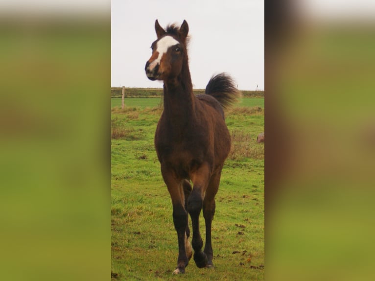 Quarter Pony Stallone Puledri (06/2025) 148 cm Overo-tutti i colori in Velpke