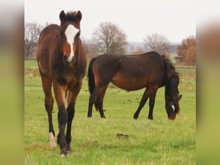 Quarter Pony Stallone Puledri (06/2025) 148 cm Overo-tutti i colori in Velpke