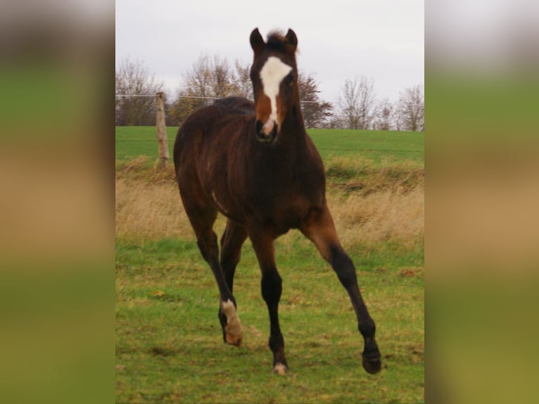 Quarter Pony Stallone Puledri (06/2025) 148 cm Overo-tutti i colori in Velpke