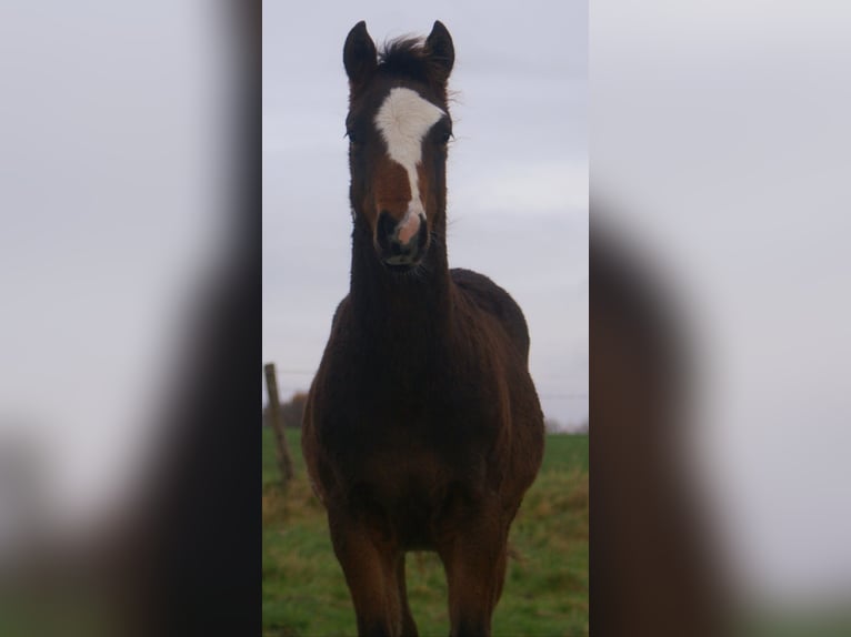 Quarter Pony Stallone Puledri (06/2025) 148 cm Overo-tutti i colori in Velpke