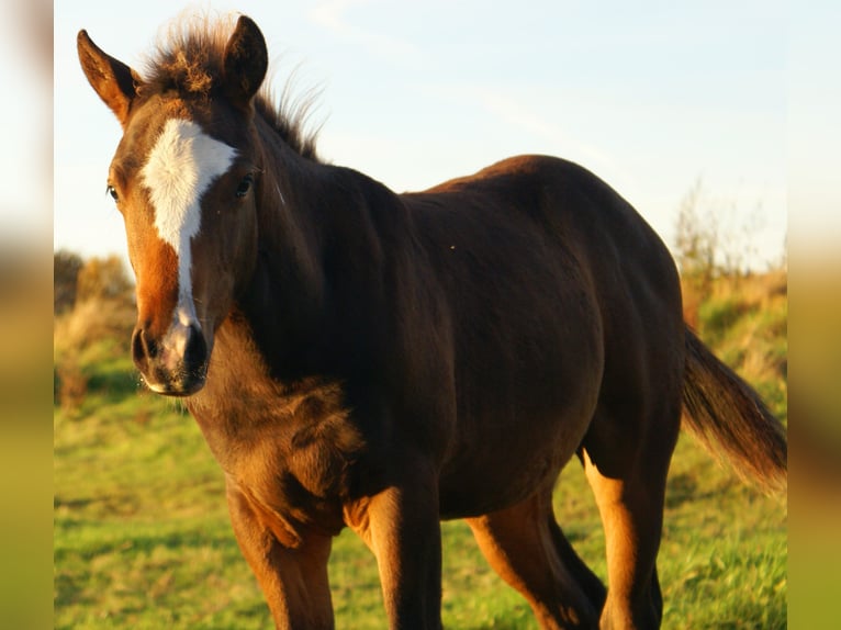 Quarter Pony Stallone Puledri (06/2025) 148 cm Overo-tutti i colori in Velpke