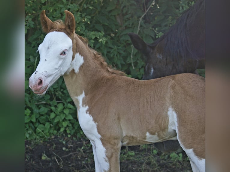 Quarter Pony Stallone Puledri (07/2026) 148 cm Overo-tutti i colori in Velpke