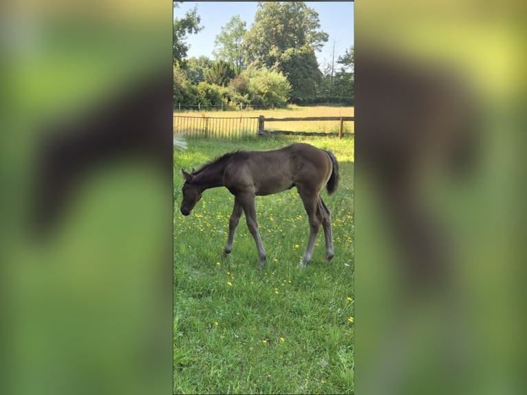 Quarter Pony Mix Stallone Puledri (05/2026) 150 cm Grullo in Wietmarschen