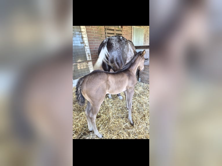 Quarter Pony Mix Stallone Puledri (05/2026) 150 cm Grullo in Wietmarschen