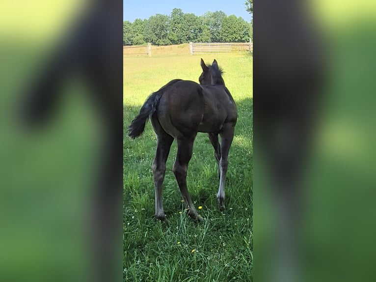 Quarter Pony Mix Stallone Puledri (05/2026) 150 cm Grullo in Wietmarschen