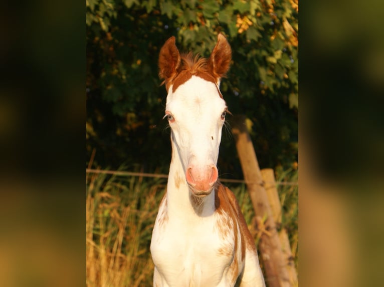 Quarter Pony Stallone Puledri (08/2025) 150 cm Overo-tutti i colori in Velpke