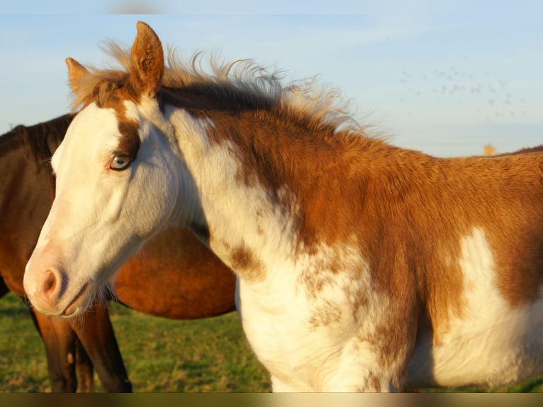 Quarter Pony Stallone Puledri (08/2025) 150 cm Overo-tutti i colori in Velpke