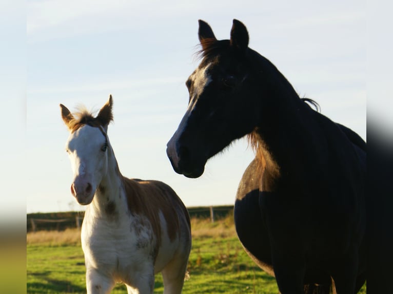 Quarter Pony Stallone Puledri (08/2025) 150 cm Overo-tutti i colori in Velpke