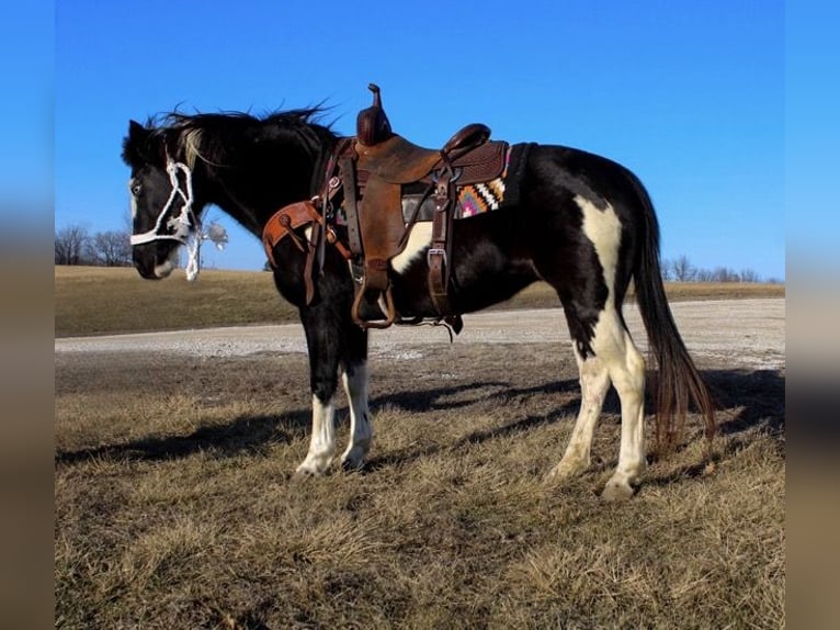 Quarter Pony Stute 10 Jahre 132 cm Overo-alle-Farben in Atlanta