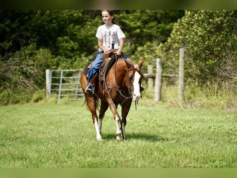 Quarter Pony Stute 10 Jahre 137 cm Rotfuchs in Corsica