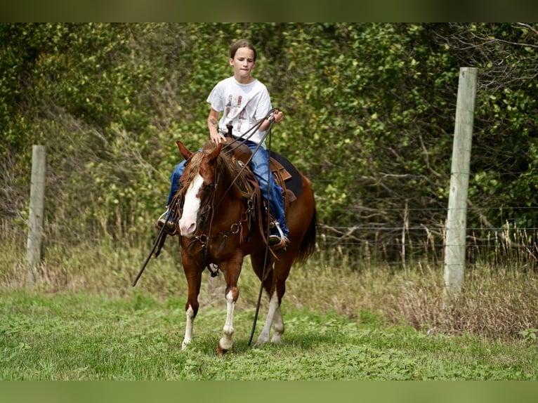 Quarter Pony Stute 10 Jahre 137 cm Rotfuchs in Corsica
