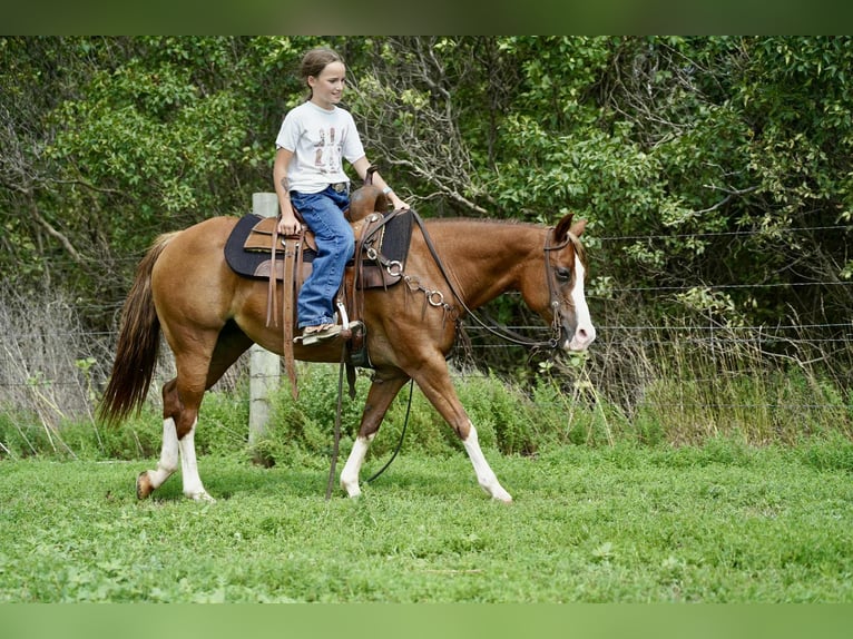 Quarter Pony Stute 10 Jahre 137 cm Rotfuchs in Corsica