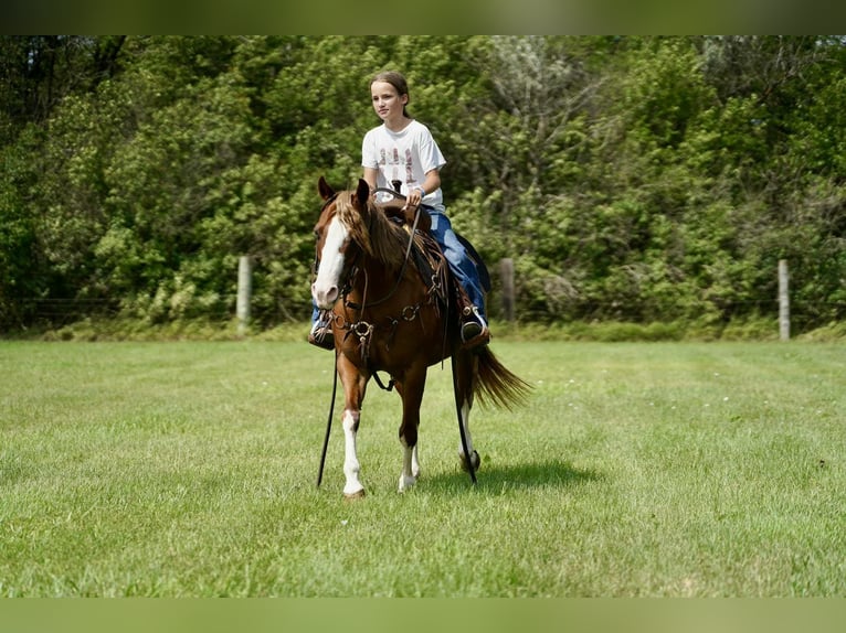 Quarter Pony Stute 10 Jahre 137 cm Rotfuchs in Corsica
