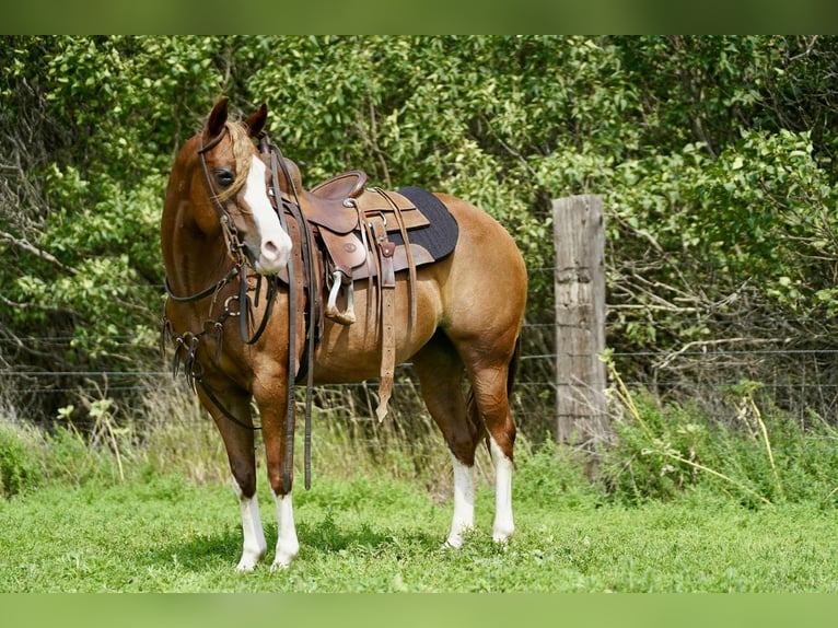 Quarter Pony Stute 10 Jahre 137 cm Rotfuchs in Corsica