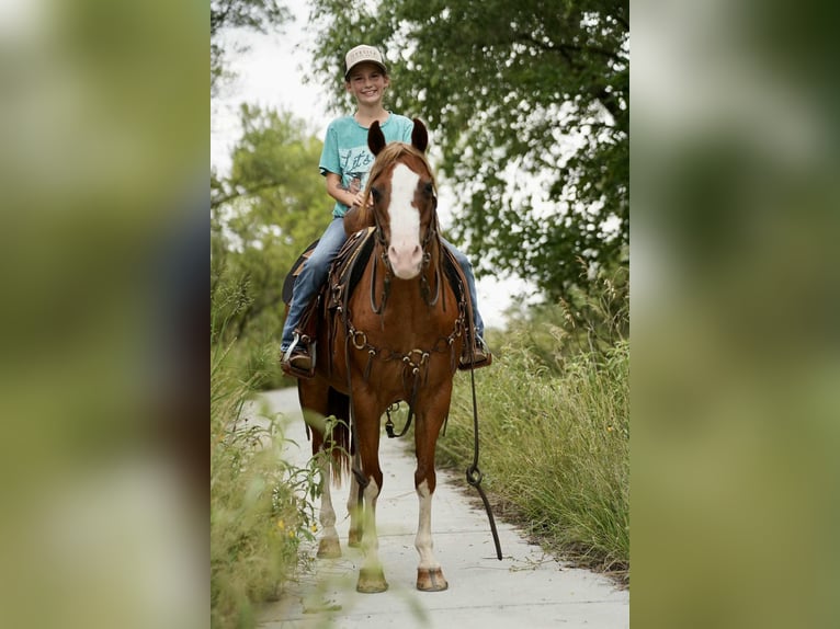 Quarter Pony Stute 10 Jahre 137 cm Rotfuchs in Corsica