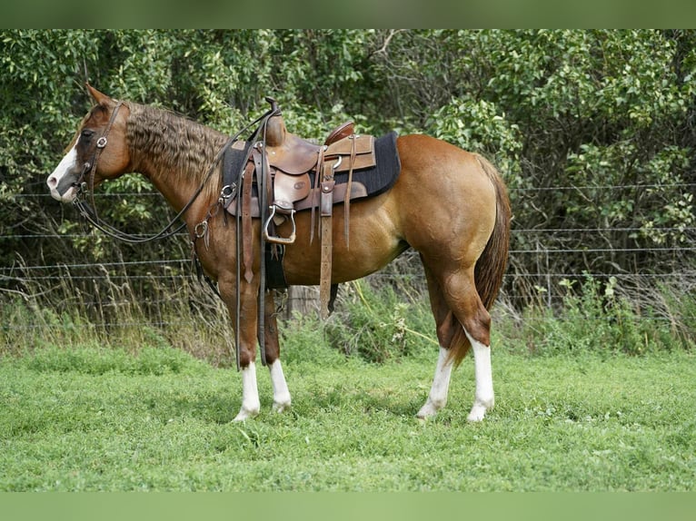 Quarter Pony Stute 10 Jahre 137 cm Rotfuchs in Corsica