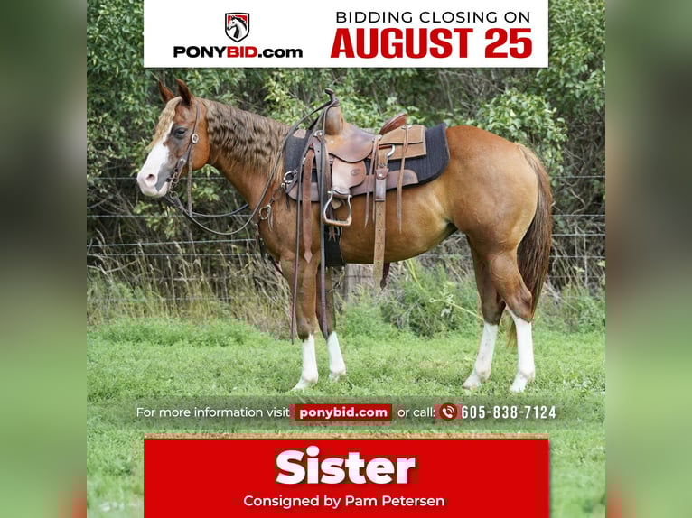 Quarter Pony Stute 10 Jahre 137 cm Rotfuchs in Corsica