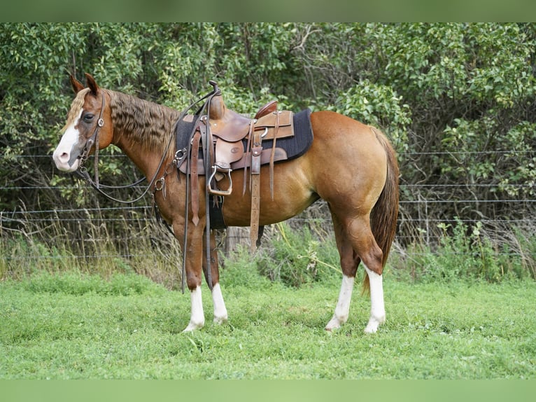 Quarter Pony Stute 10 Jahre 137 cm Rotfuchs in Corsica