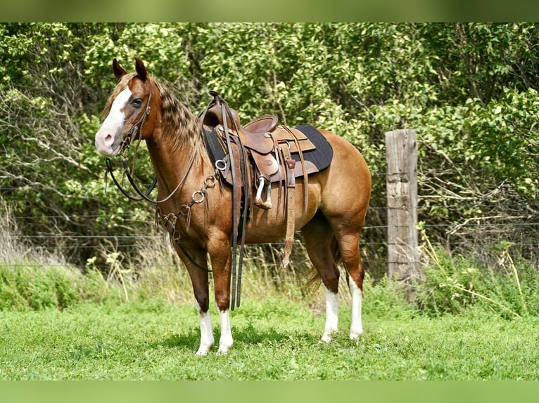 Quarter Pony Stute 10 Jahre 137 cm Rotfuchs in Corsica