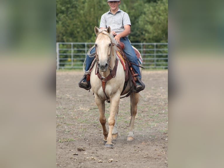 Quarter Pony Stute 10 Jahre 145 cm Palomino in Plano