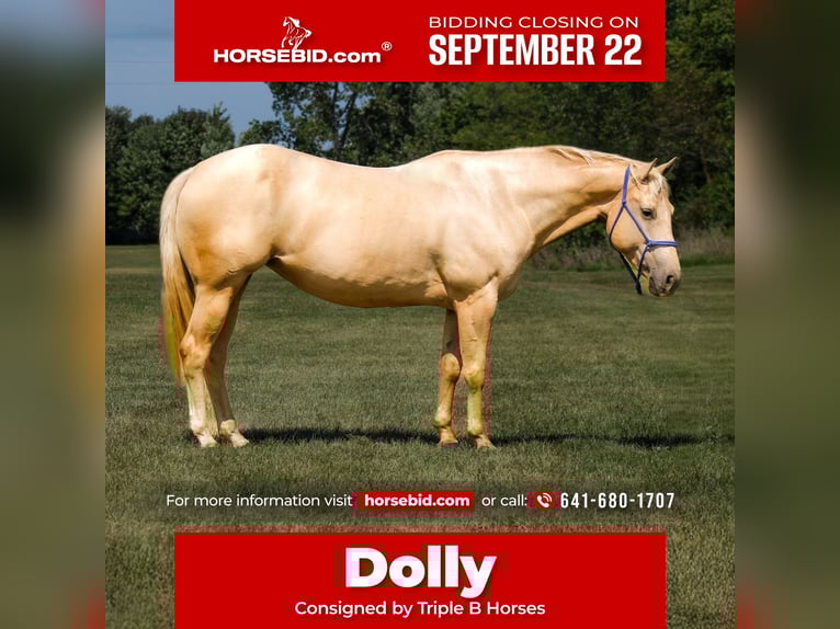 Quarter Pony Stute 10 Jahre 145 cm Palomino in Plano