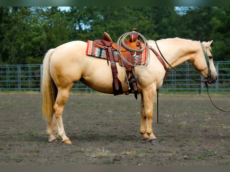 Quarter Pony Stute 10 Jahre 145 cm Palomino in Plano