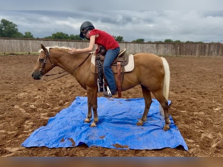 Quarter Pony Stute 10 Jahre Palomino in Weatherford