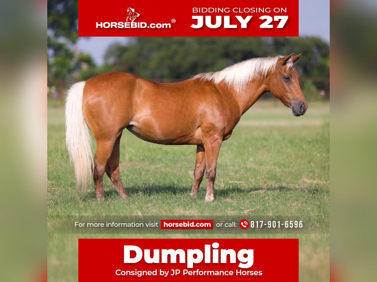 Quarter Pony Stute 10 Jahre Palomino in Weatherford