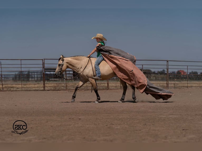 Quarter Pony Stute 11 Jahre 132 cm Buckskin in Canyon
