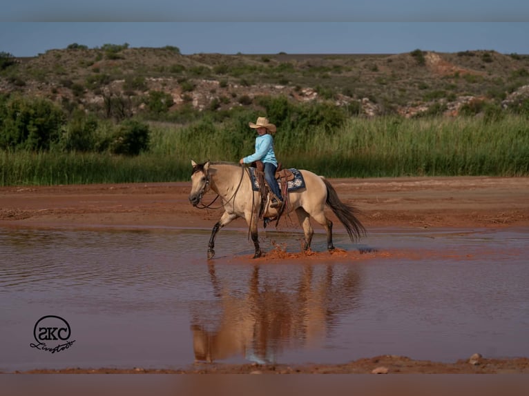 Quarter Pony Stute 11 Jahre 132 cm Buckskin in Canyon