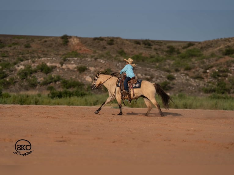 Quarter Pony Stute 11 Jahre 132 cm Buckskin in Canyon