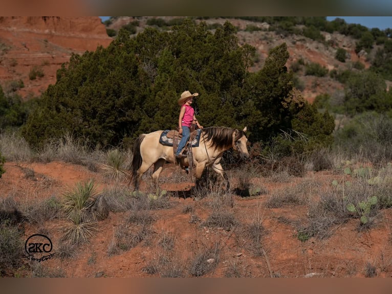 Quarter Pony Stute 11 Jahre 132 cm Buckskin in Canyon
