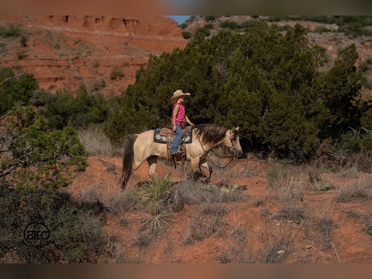 Quarter Pony Stute 11 Jahre 132 cm Buckskin in Canyon