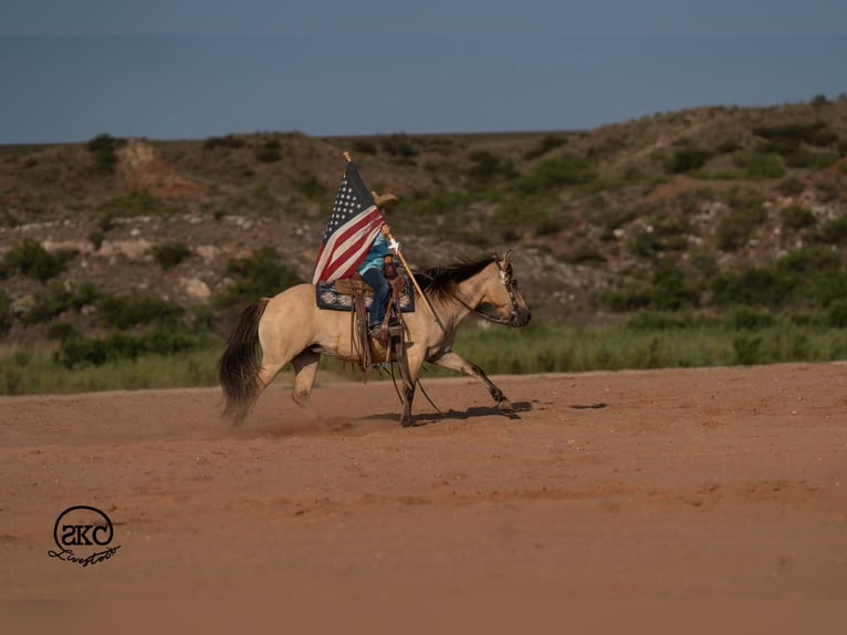Quarter Pony Stute 11 Jahre 132 cm Buckskin in Canyon