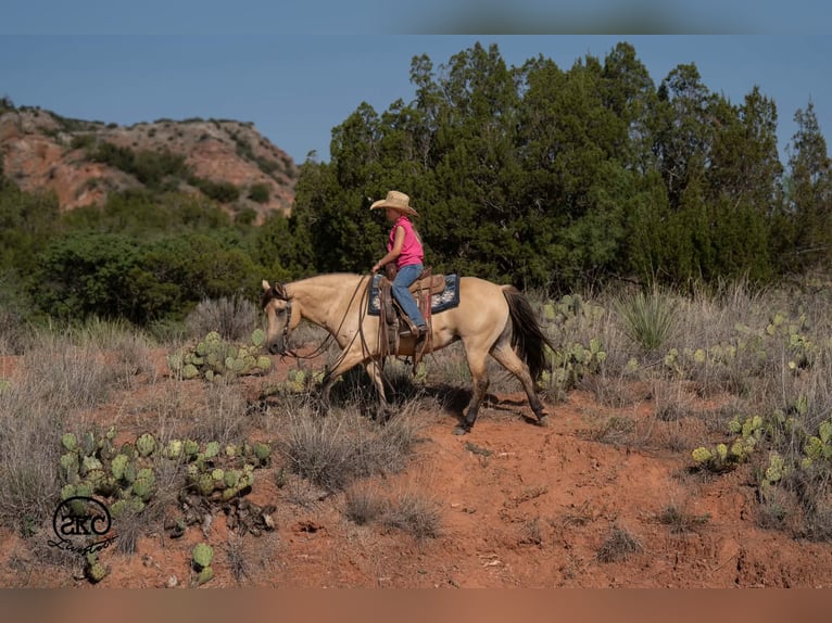 Quarter Pony Stute 11 Jahre 132 cm Buckskin in Canyon