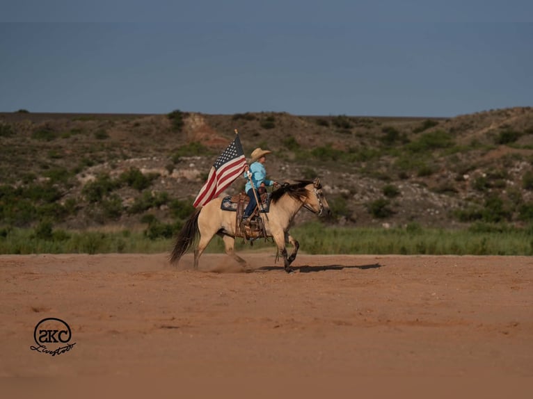 Quarter Pony Stute 11 Jahre 132 cm Buckskin in Canyon