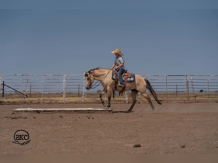 Quarter Pony Stute 11 Jahre 132 cm Buckskin in Canyon