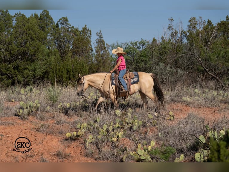 Quarter Pony Stute 11 Jahre 132 cm Buckskin in Canyon